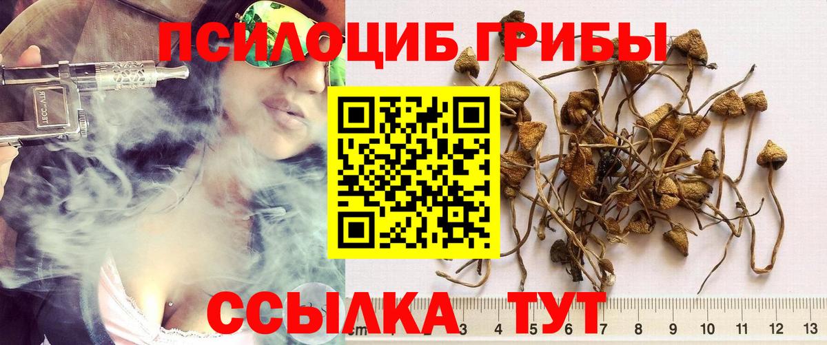 Псилоцибиновые грибы Cubensis  Вход с VPN  Борисоглебск 